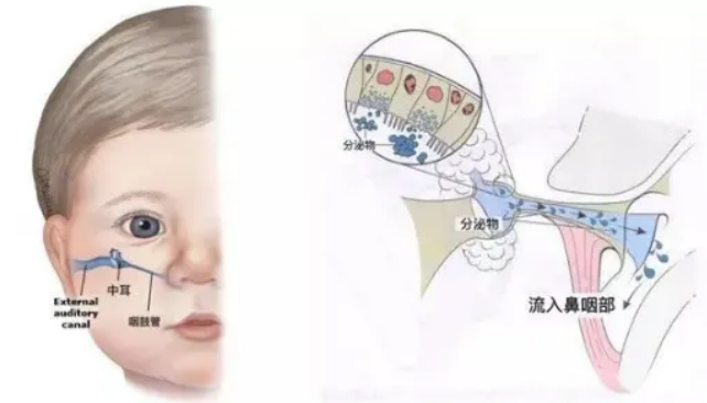 腺样体肥大——听力下降的隐形元凶，洞悉其秘，守护听力健康
